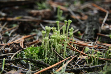 Moss and Lichen on the surface of old tree in the autumn forest macro