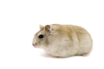 russian hamster on white background