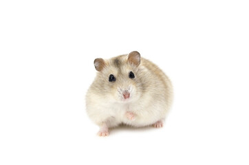 russian hamster on white background