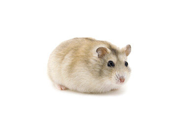 russian hamster on white background