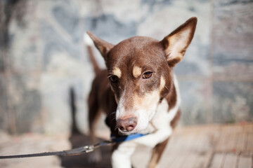 Cute husky dog mix portrait 