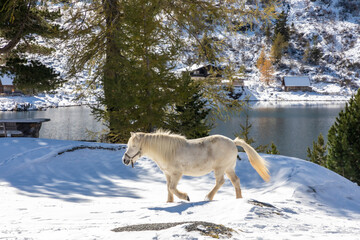 Obraz premium view over the lake Falkertsee, Carinthia, Austria