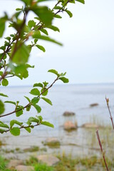warm green spring day in Peterhof