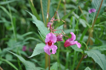 flowers inflorescence wildflowers drops of ross rain sun petals blurred background