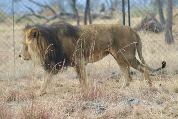 Photo taken in Lion and Safaripark, Broederstroom, South Africa.