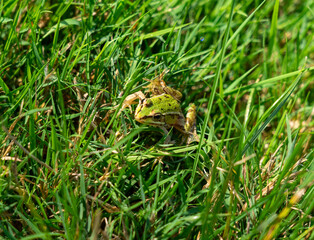 little frog in green grass