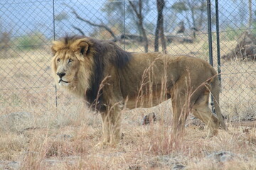 Fototapeta na wymiar Photo taken in Lion and Safaripark, Broederstroom, South Africa.
