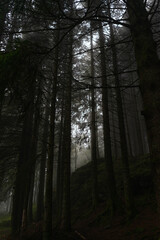 dark forest with a lot of fog