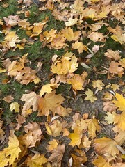 autumn leaves background