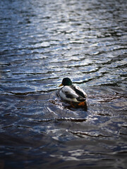 duck in the river
