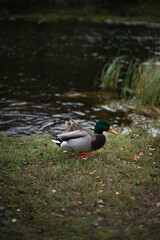 duck in the river