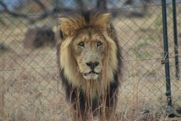 Photo taken in Lion and Safaripark, Broederstroom, South Africa.