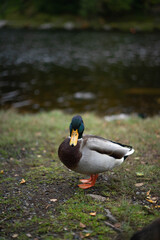 duck on the river
