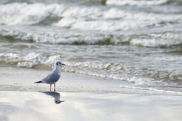 Seagull walking by the beach
