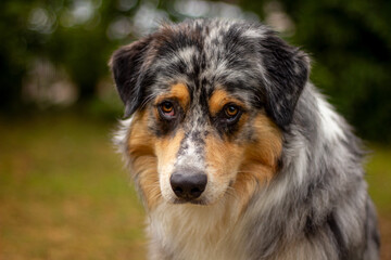 Portrait von einem männlichen Australian Shepherd in blue merle, der mit einem süßen, treuen und traurigen Hundeblick um Leckerlis bettelt und draußen auf Gras sitzt.