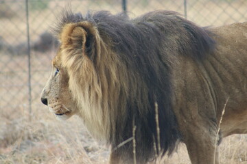 Photo taken in Lion and Safaripark, Broederstroom, South Africa.