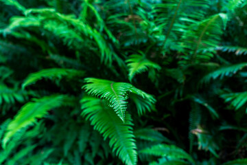 West Ridge & Prairie Creek Hike, Redwoods National Park (Prairie Creek Redwoods State Park, California, USA