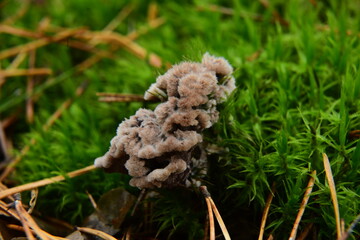 mushroom on the grass