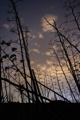 typical plants agave in the night