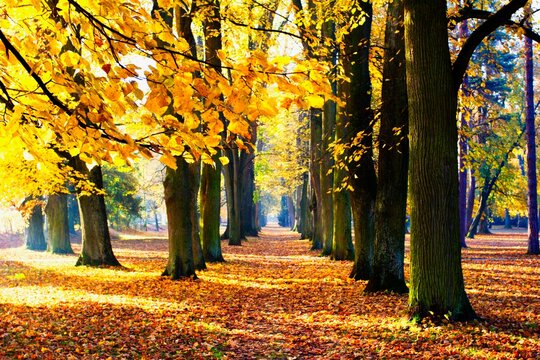 Autumn in the spa park Turcianske Teplice under the Great Fatra in Slovakia.