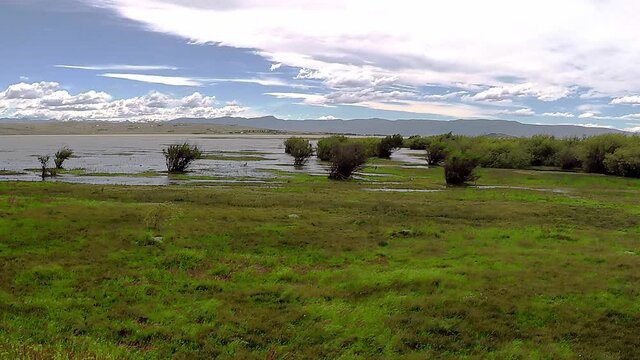 Cachorros no Lago - Patag&ocirc;nia