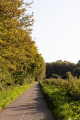 Obraz premium park in a autumn day, pathway golden leaves