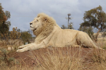 Obraz na płótnie Canvas Photo taken in Lion and Safaripark, Broederstroom, South Africa.