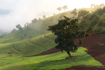 Morning atmosphere where the sun shines through the fog on the top of the hill that are arranged alternately into layers with a large tree in the middle of the meadow.