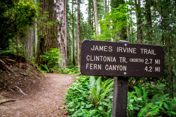 West Ridge & Prairie Creek Hike, Redwoods National Park (Prairie Creek Redwoods State Park, California, USA