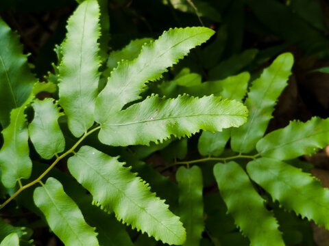 Lygodium microphyllum is green leaves, natural dark background & wallpaper. 