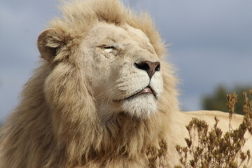 Naklejka na ściany i meble Photo taken in Lion and Safaripark, Broederstroom, South Africa.