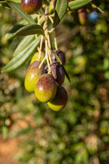 Aceitunas hojiblancas