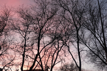Bare branches at sunset