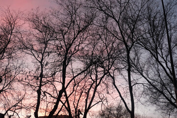 Bare branches at sunset