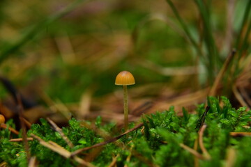 Poisonous mushroom (fungus, toadstools) in surroundings moss in the autumn forest