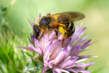 Bee on thistle flower 2