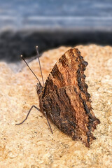 Blackleg tortoiseshell butterfly