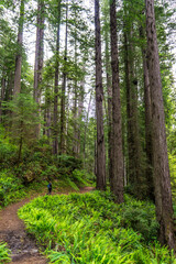 West Ridge & Prairie Creek Hike, Redwoods National Park (Prairie Creek Redwoods State Park, California, USA