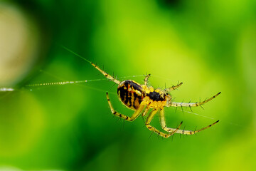 Hammock Weaving Spider 3