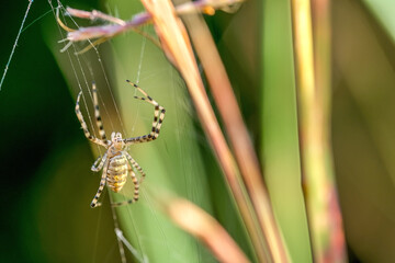 Hammock Weaving Spider 2