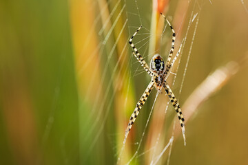 Hammock Weaving Spider 4