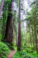 West Ridge & Prairie Creek Hike, Redwoods National Park (Prairie Creek Redwoods State Park, California, USA