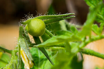 Newborn tomato
