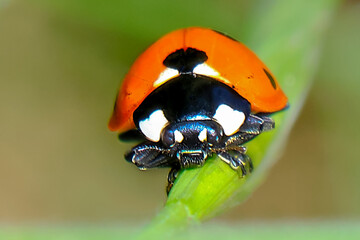 Seven point ladybug