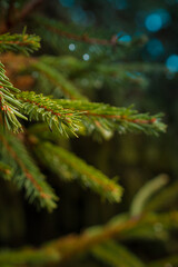 Branches of a Christmas tree with needles and raindrops on a dark background. The background image for the puzzle