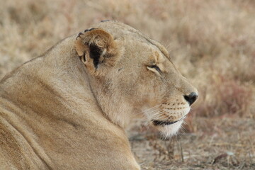 Photo taken in Lion and Safaripark, Broederstroom, South Africa.