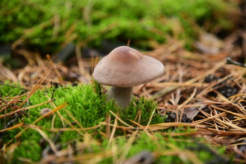 The edible young mushroom of Suillus growing in moss in the coniferous forest