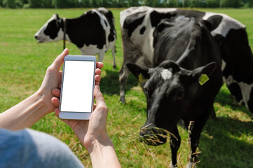 Smartphone mockup in female hands. Against the background of cows and the sky and green grass.
