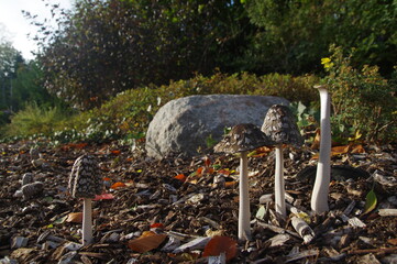 Tintlinge im Herbst