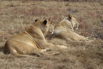 Plakat Photo taken in Lion and Safaripark, Broederstroom, South Africa.